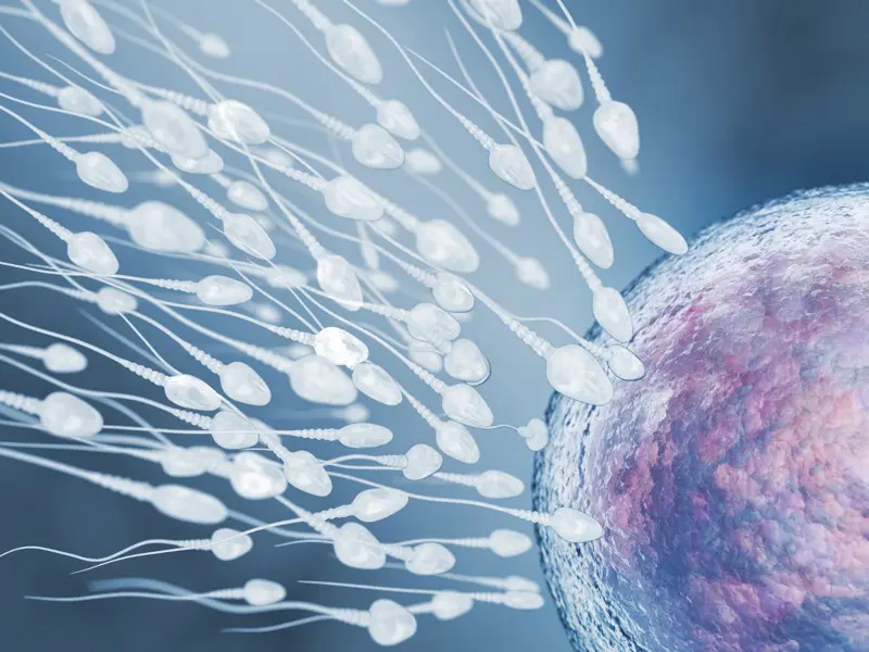 FERTILITÉ